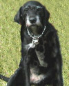 K9 Hieke | Coral Springs Police Department, Florida