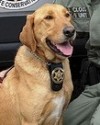 K9 Gus | Florida Fish and Wildlife Conservation Commission, Florida