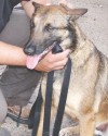K9 Jola | Jim Wells County Sheriff's Office, Texas