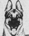 K9 Berry von den Kemper Benden | Louisville Police Department, Kentucky