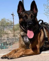 K9 Rebel | Albuquerque Police Department, New Mexico